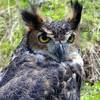 Great_horned_owl_2007_c_thumb