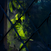 Behind_the_garden_door_card