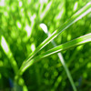 P_nature5_gr_thumb