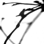 273997-8-5-oclock-shadow_watermark_card