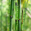 P_nature14_gr_thumb