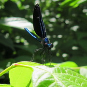 Img_4518_card