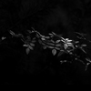 Forest_secrets_thumb