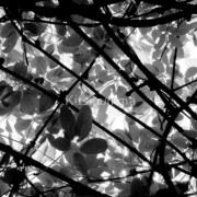 453359-5-dappled_watermark_card