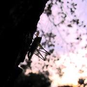 Ghop2_card