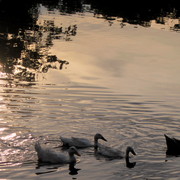 Img_6445_card