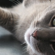 Cats_and_stuff_014_card