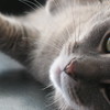 Cats_and_stuff_014_thumb