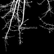 100963-11-blossom-white_watermark_card