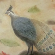Congo_peacock_card