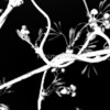 152303-11-twisted_watermark_thumb