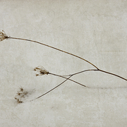 A_winter_s_tale_card