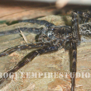 Spider_card