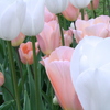 Img_1147_thumb