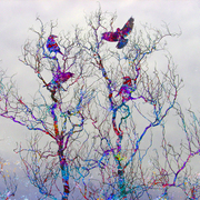 Birds_in_tree_web_card