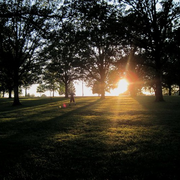 Sunlight_trees_card