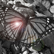 Blknwhtbutterfly_card