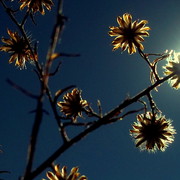 Sunshine2_card