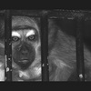 Imprisoned_thumb