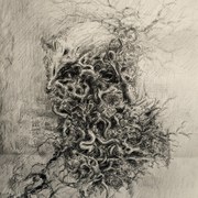 Dritongusia