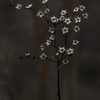 November_bloomimg_thumb