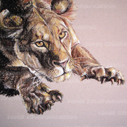 Huntinglioness1_card