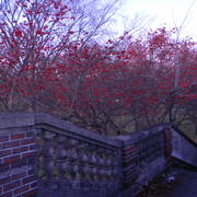 Berrybushes2_card