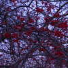 Leftoversberries1_thumb