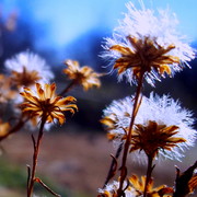 Flowersss_card