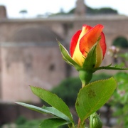 The_beauty_of_the_rose_of_rome_card
