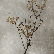 Winter_flowers_card