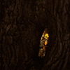 Podzim-d-077-okno-do-podzimu_thumb