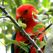 Plumlove_card
