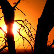 Summer_sun_2_card