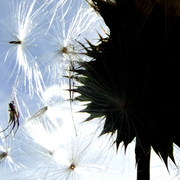 Scotch_thistle1_card