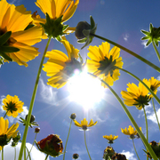 Wildflowers_1_card
