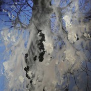 Wetsnowtree_card