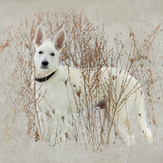 Buck_at_four_months_card