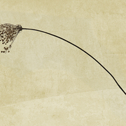 Gravidas_card