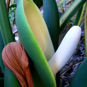 Oml_flower3