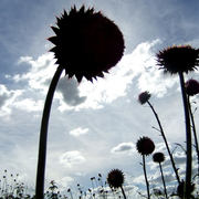 Scotch_thistle2_card