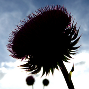 Scotch_thistle_card
