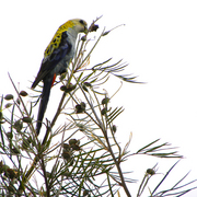 Rosella_card