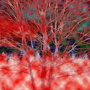 Red_tree_card