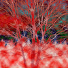 Red_tree_thumb