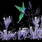 Fairy_and_nature_2_card