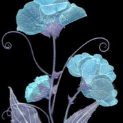 Tendrils_2_card