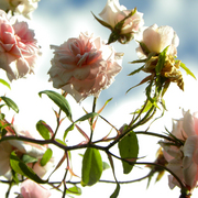Roses_card