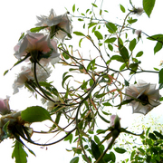 Roses_2_card