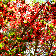 Red_2_card
